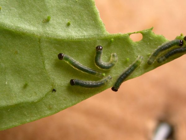 Ithomia terra 2nd instar, KRW-182