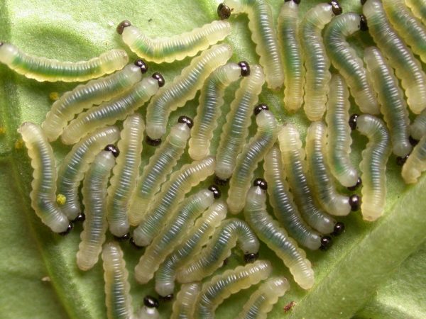 Ithomia terra 2nd instar, KRW-182