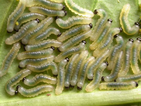 Ithomia terra 2nd instar, KRW-182