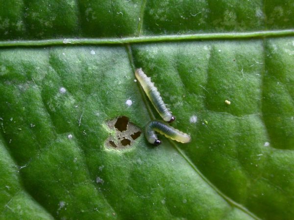 Ithomia terra 2nd instar, KRW-267