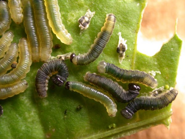 Ithomia terra 3rd instar or 4th instar, KRW-182