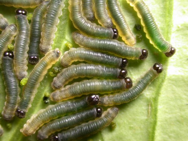 Ithomia terra 3rd instar, gregarious