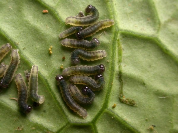 Ithomia terra 4th instar, KRW-269