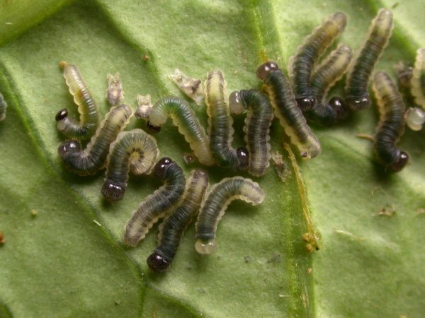 Ithomia terra 4th instar, KRW-269