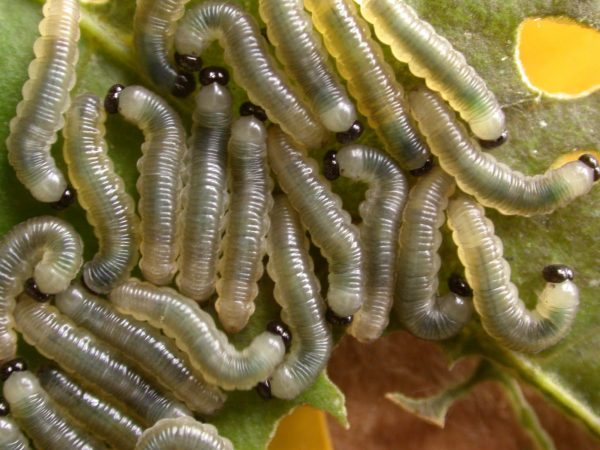 Ithomia terra 4th instar, KRW-269