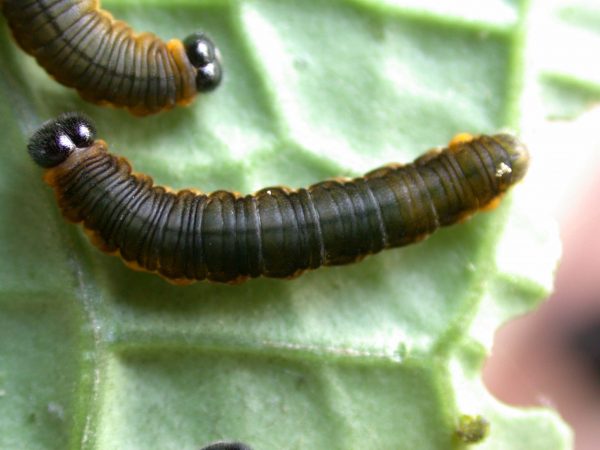 Ithomia terra 5th instar, KRW-182