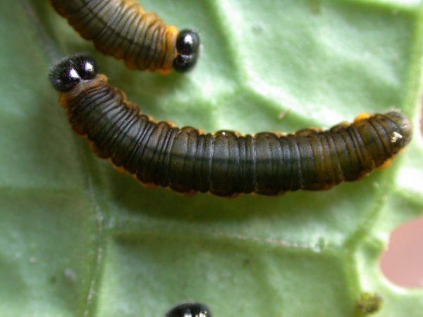 Ithomia terra 5th instar, KRW-182