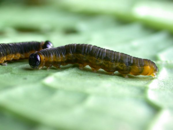 Ithomia terra 5th instar, KRW-182