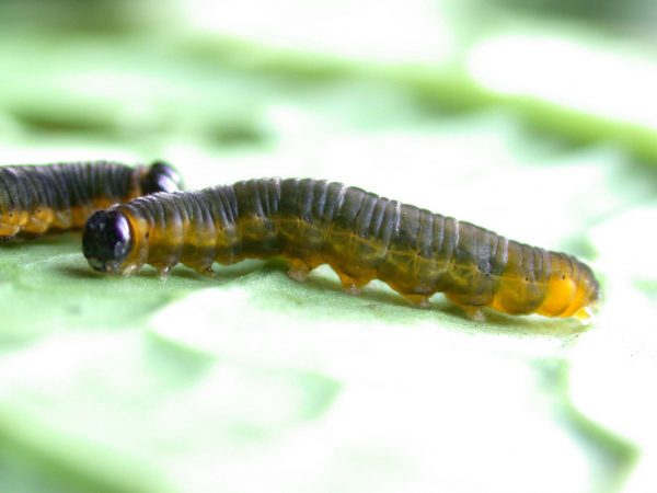 Ithomia terra 5th instar, KRW-182