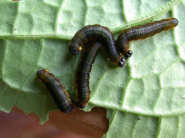 Ithomia terra 5th instar, KRW-182