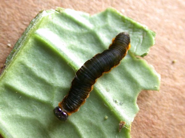 Ithomia terra 5th instar, KRW-182