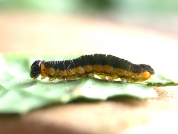 Ithomia terra 5th instar, KRW-182