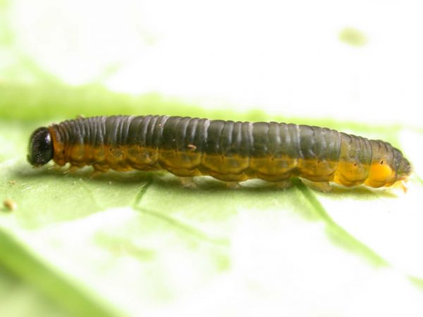 Ithomia terra 5th instar, KRW-182