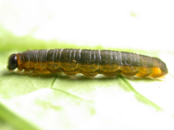 Ithomia terra 5th instar, KRW-182