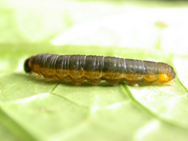 Ithomia terra 5th instar, KRW-182