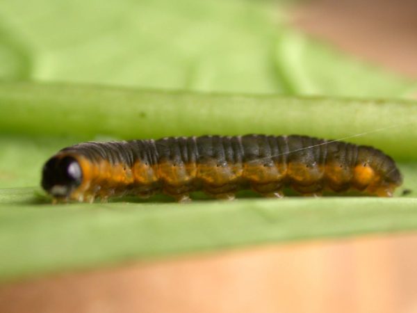 Ithomia terra 5th instar, KRW-182