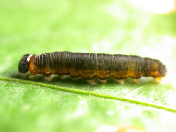 Ithomia terra 5th instar, KRW-182
