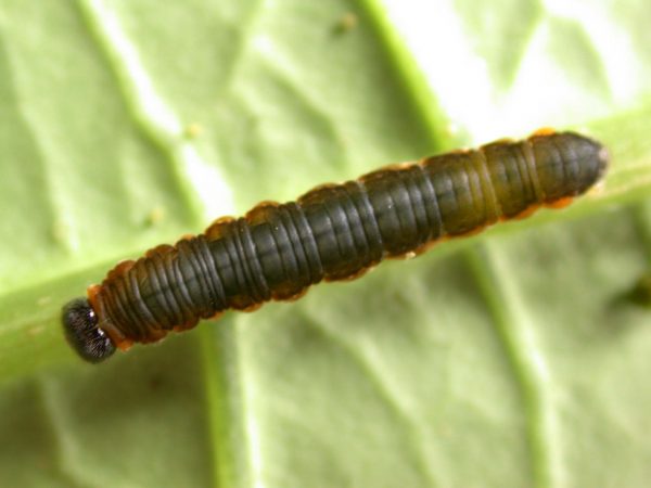 Ithomia terra 5th instar, KRW-182