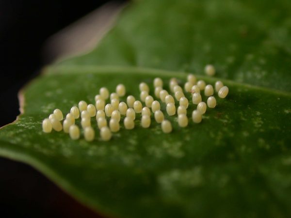 Ithomia terra egg, KRW-182