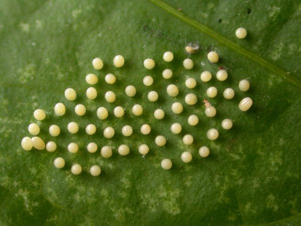 Ithomia terra egg, KRW-182