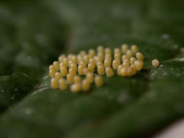 Ithomia terra egg, KRW-183