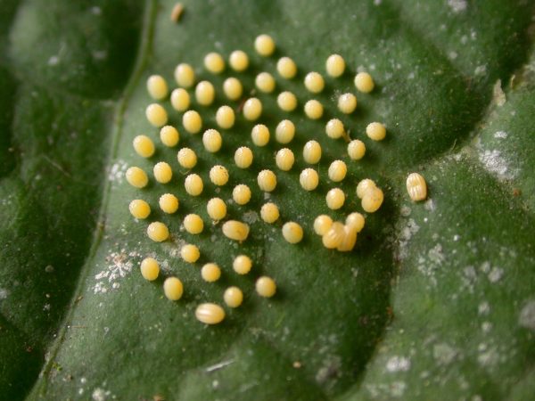 Ithomia terra egg, KRW-183