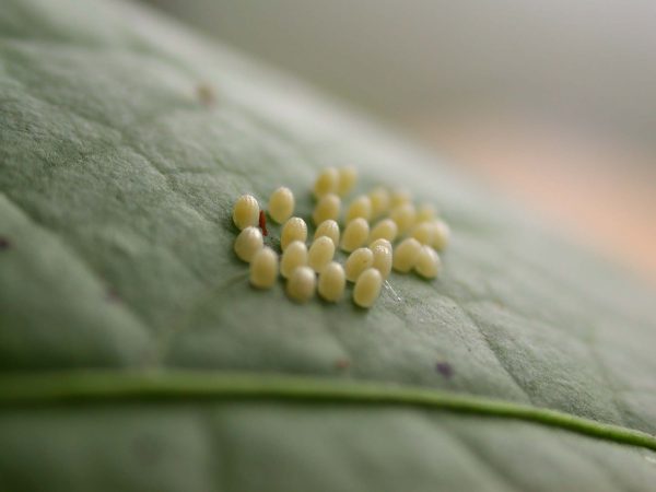 Ithomia terra egg, KRW-267