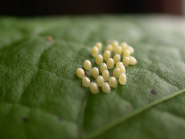 Ithomia terra egg, KRW-267