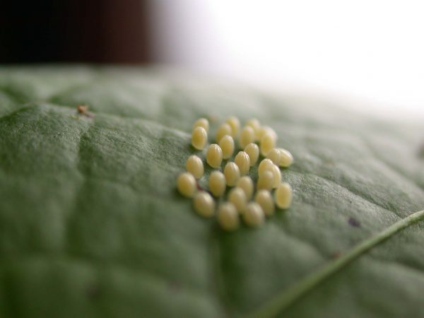 Ithomia terra egg, KRW-267