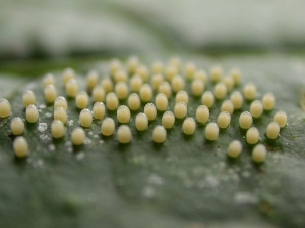 Ithomia terra egg, KRW-269