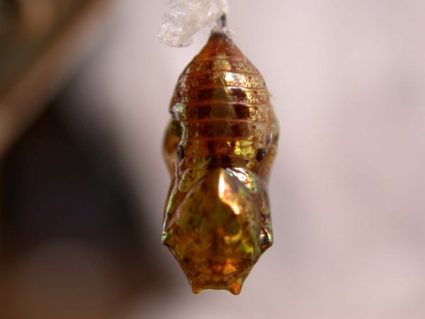 Ithomia terra pupa dorsal, KRW-182
