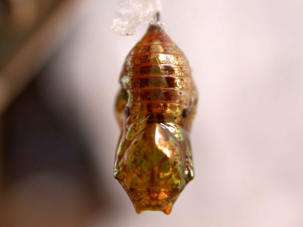 Ithomia terra pupa dorsal, KRW-182