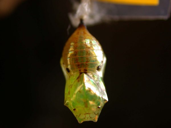 Ithomia terra pupa dorsal, KRW-182