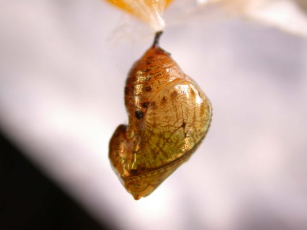 Ithomia terra pupa lateral, KRW-182