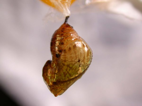 Ithomia terra pupa lateral, KRW-182