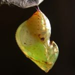 Ithomia terra pupa lateral, KRW-182