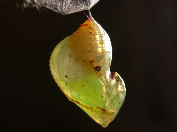 Ithomia terra pupa lateral, KRW-182