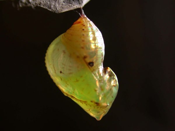 Ithomia terra pupa lateral, KRW-182