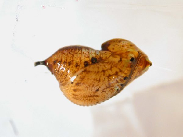 Ithomia terra pupa lateral, KRW-182