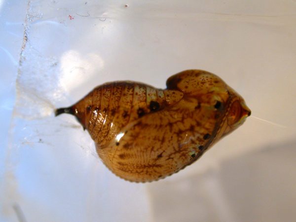 Ithomia terra pupa lateral, KRW-182