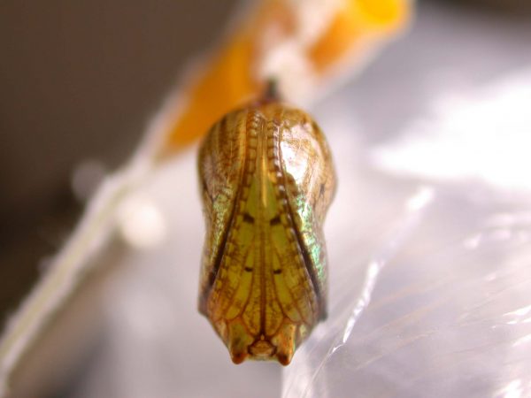 Ithomia terra pupa ventral, KRW-182