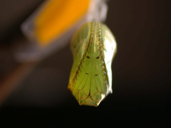 Ithomia terra pupa ventral, KRW-182
