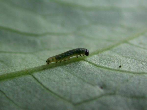 Megoleria orestilla 2nd instar, KRW-285