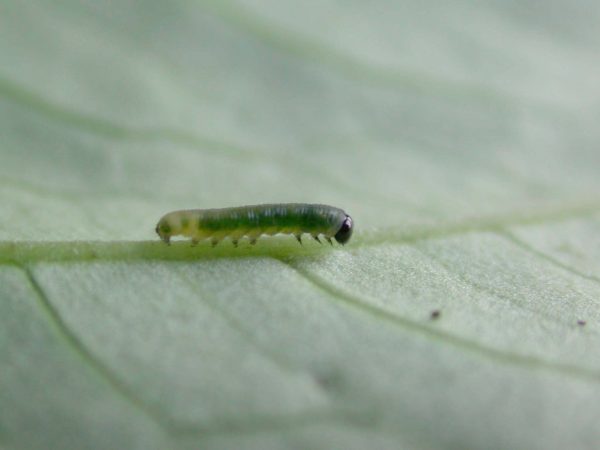 Megoleria orestilla 2nd instar, KRW-285