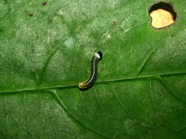 Megoleria orestilla 3rd instar, KRW-284