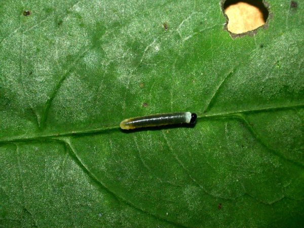 Megoleria orestilla 3rd instar, KRW-284
