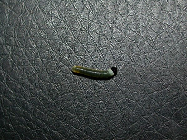 Megoleria orestilla 3rd instar, KRW-284