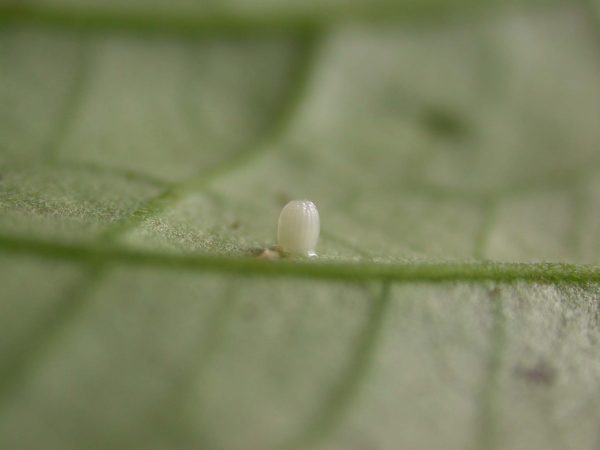 Megoleria orestilla egg, KRW-285