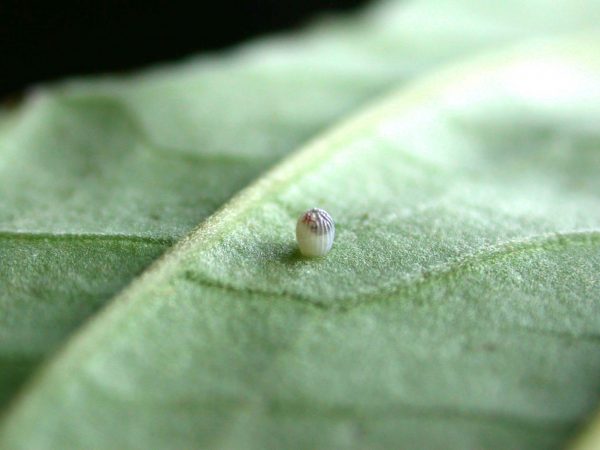 Megoleria orestilla egg, KRW-295