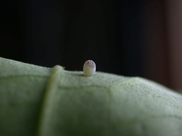 Megoleria orestilla egg, KRW-295